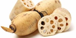A Grade Fresh Lotus Root
