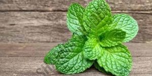 A Grade Fresh Mint Leave