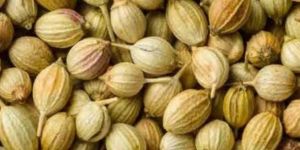 Coriander Seeds