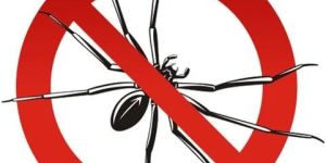 Spider Control Services