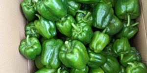 Green Capsicum