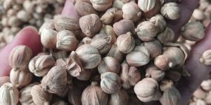 Java White Cardamoms