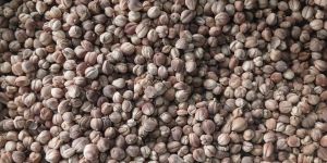 White Cardamom Origin Java