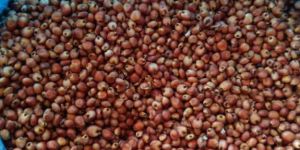 Red Sorghum