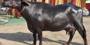 Indian Murrah Buffalo