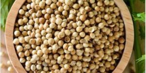 Whole Coriander Seed