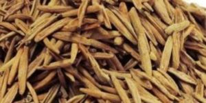 Indrajau Kadwa Roots