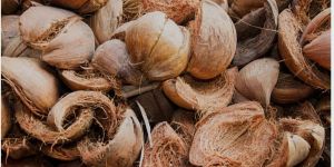 Coconut Husk