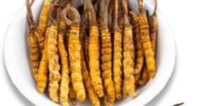 Cordyceps Militaris