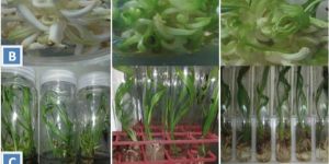 Khenizi Plant Tissue Culture