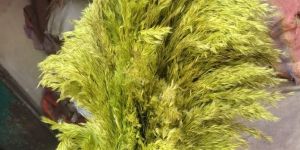 Decorative Pampas Grass