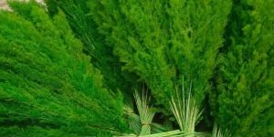 Green Artificial Pampas Grass