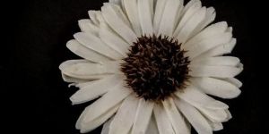 decorative natural white sun flowers