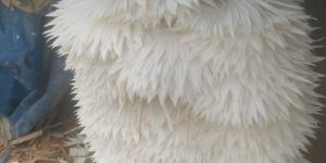 Decorative Sun Cut Palm Leaves