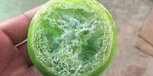 Neem Aloe Vera Loofah Soap