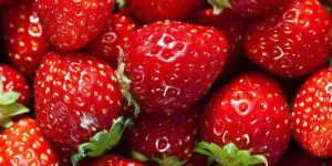 Fresh Strawberry