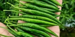 Fresh Green Chilli