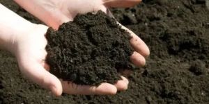 Organic Vermicompost Manure