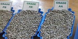 Export Grade Coffee Beans