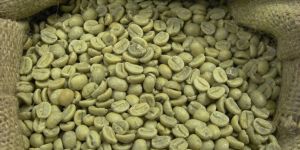 Arabica Coffee Beans
