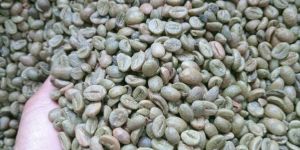 Robusta Green Coffee Beans