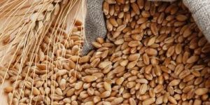 Clean Wheat Grains