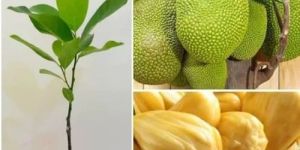 Jack Fruit Plant