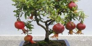Pomegranate Plant