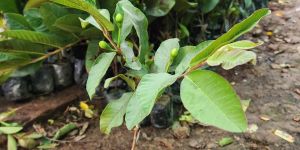 Thai Pink Guava Plant