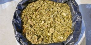 Corn Silage Murgas