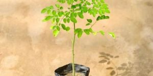 Drumstick Plant Sahjan Plant