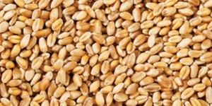 Wheat Grain