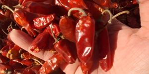 Bullet Dry Red Chilli