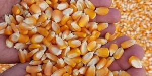 Yellow Maize Seeds