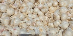 Garlic