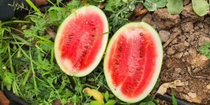 Simba Watermelon