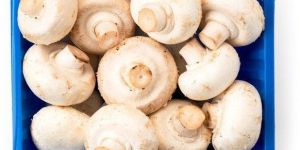 Fresh Button Mushroom