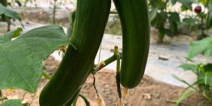 English Cucumber