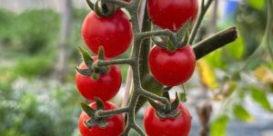 Red Cherry