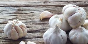 Garlic