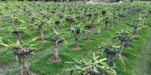 Dragon Fruit Farming Plants