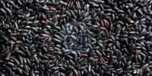Black Rice