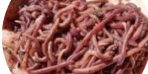 Live Earthworm