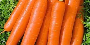 Fresh Carrot
