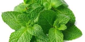 Fresh Mint Leaves