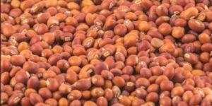 Pigeon Peas