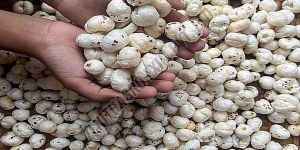 5 Suta Phool Makhana