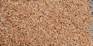 Khapli Wheat
