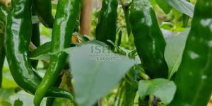 a Grade Fresh Green Chilli