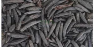 Marathi Moggu Kapok Buds